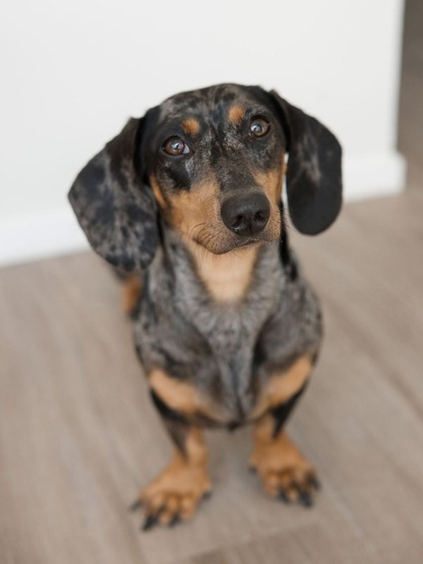 Lola